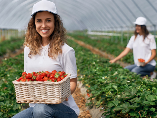 kobieta pracująca przy zbiorze truskawek