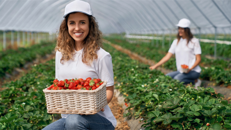 kobieta pracująca przy zbiorze truskawek