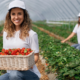 kobieta pracująca przy zbiorze truskawek